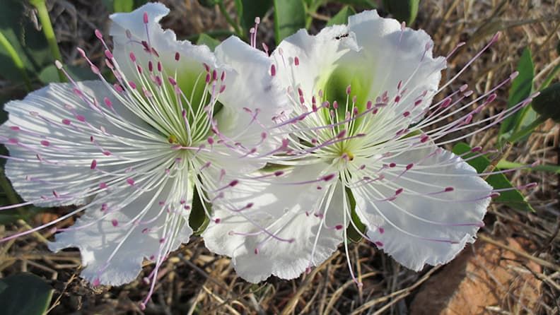 Flor de la alcaparra