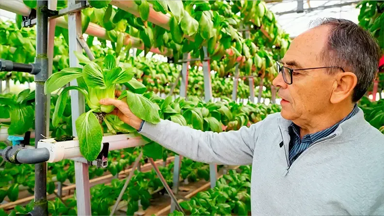 Cultivo vertical de pak choi