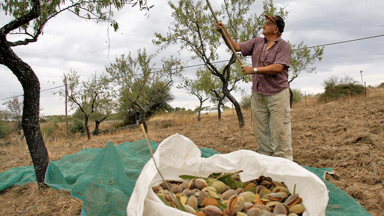 Un vecino de La Fregeneda (Salamanca), golpea un almendro con un palo para que caigan los frutos que, posteriormente, se meterán en sacos de 50 kilos de capacidad. Efeagro Archivo/ Carlos García