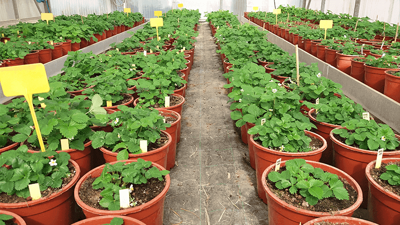 El Banco de Germoplasma de Fragaria mantiene una de las colecciones más importantes de Europa 