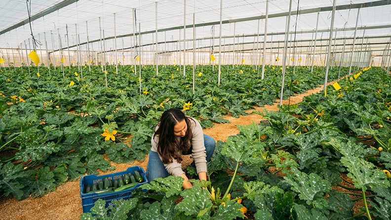 Mujer joven agricultora trabajando en un invernadero de calabacines y recolectándolos, y colocándolos en una caja para comercializarlos