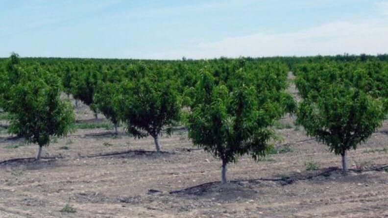 Sector Frutas de Hueso en España