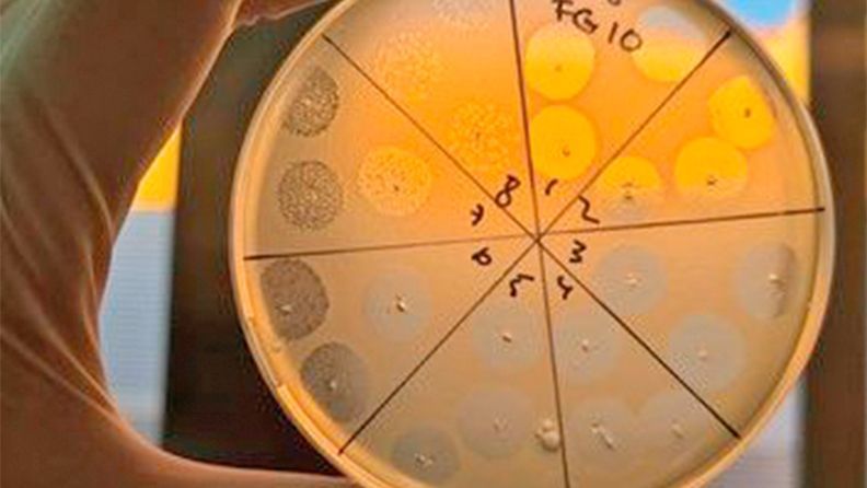 Imagen macroscópica del efecto de los fagos