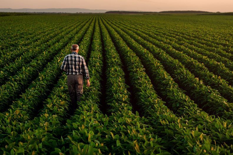 agricultor en un campo de cultivo