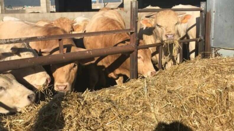 La alimentación de precisión en el ganado vacuno de carne