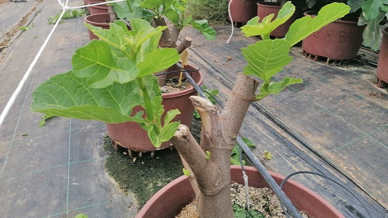 Foto 6. Formación para producción de higos. 2 tallos por planta.