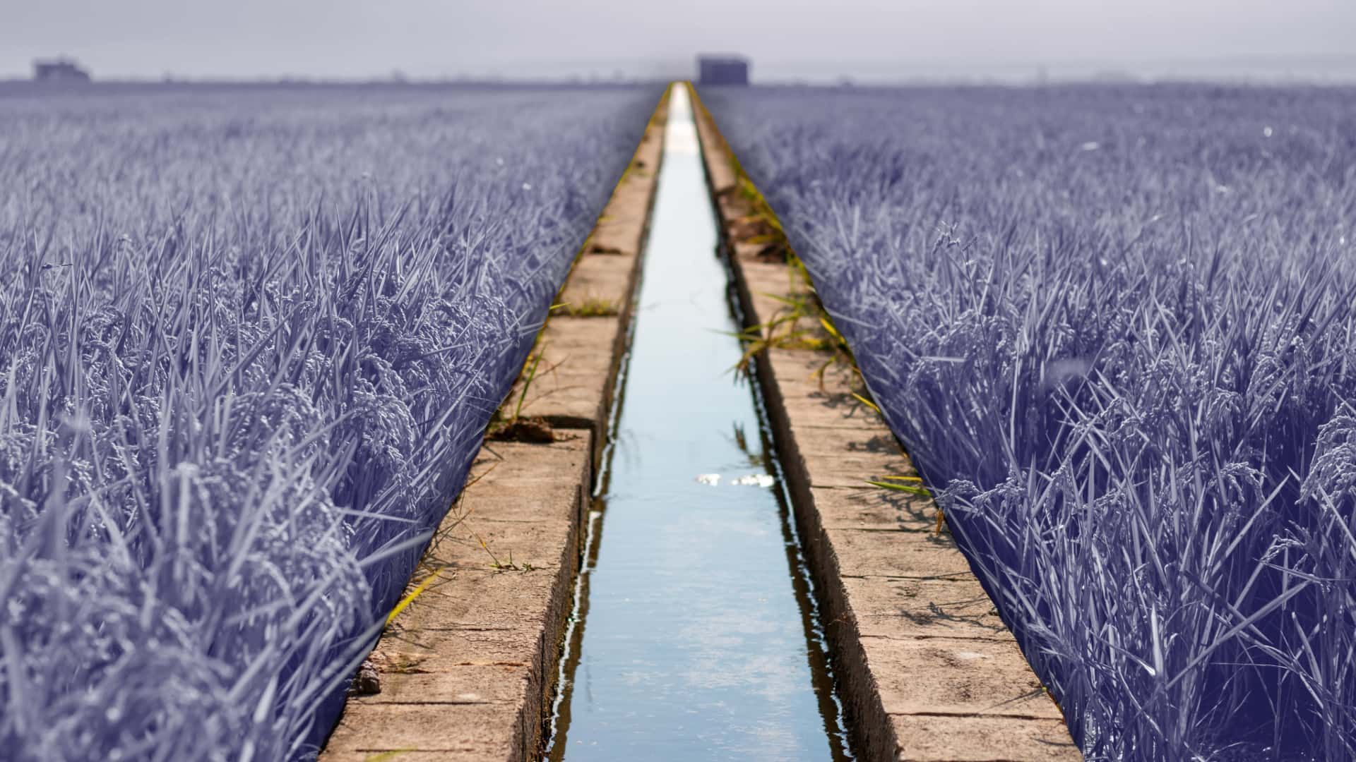 Acequia