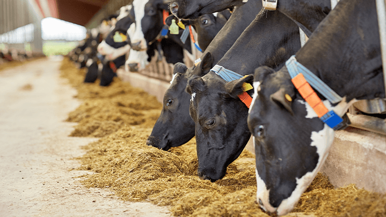 Vacas en una explotación ganadera