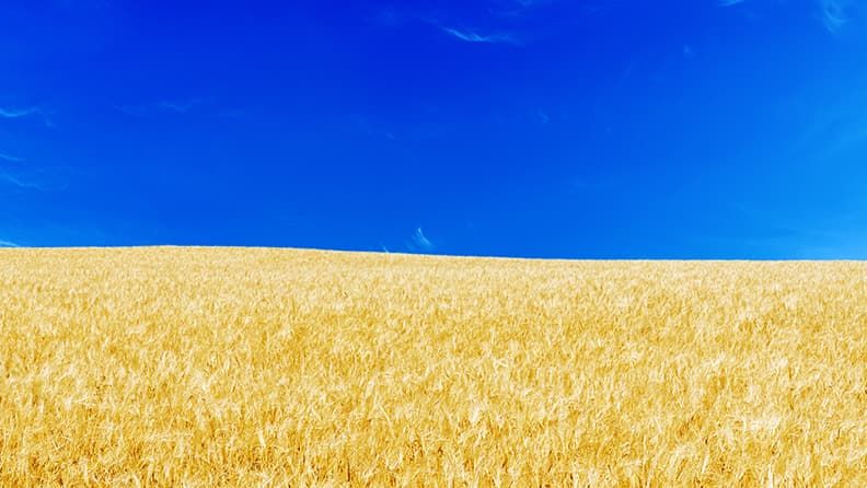 Campo con los colores nacionales de Ucrania