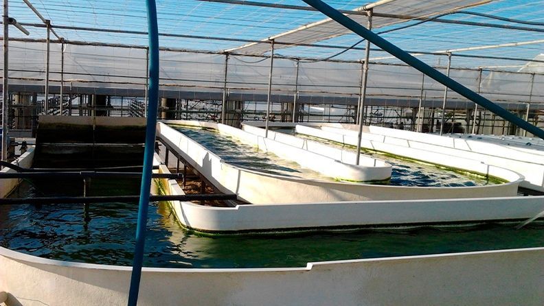 Detalle del proceso de una depuradora de microalgas