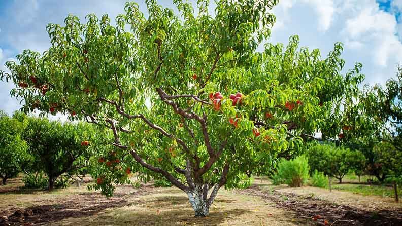 Melocotonero con sus frutos creciendo en el campo. Huerta de melocotones