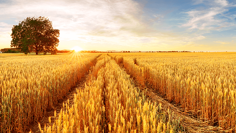 Campo de cereales
