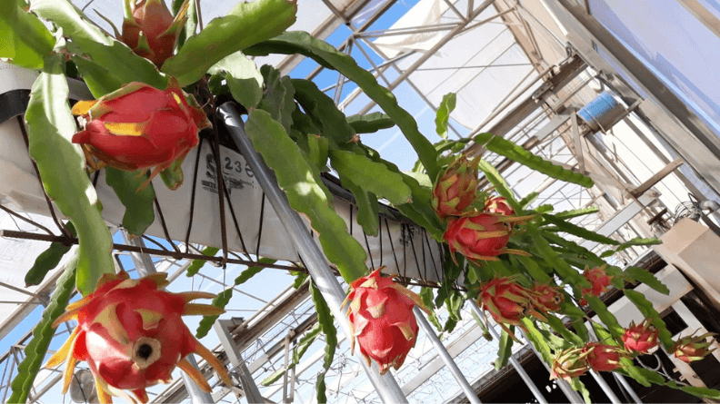cultivo hidropónico de pitaya