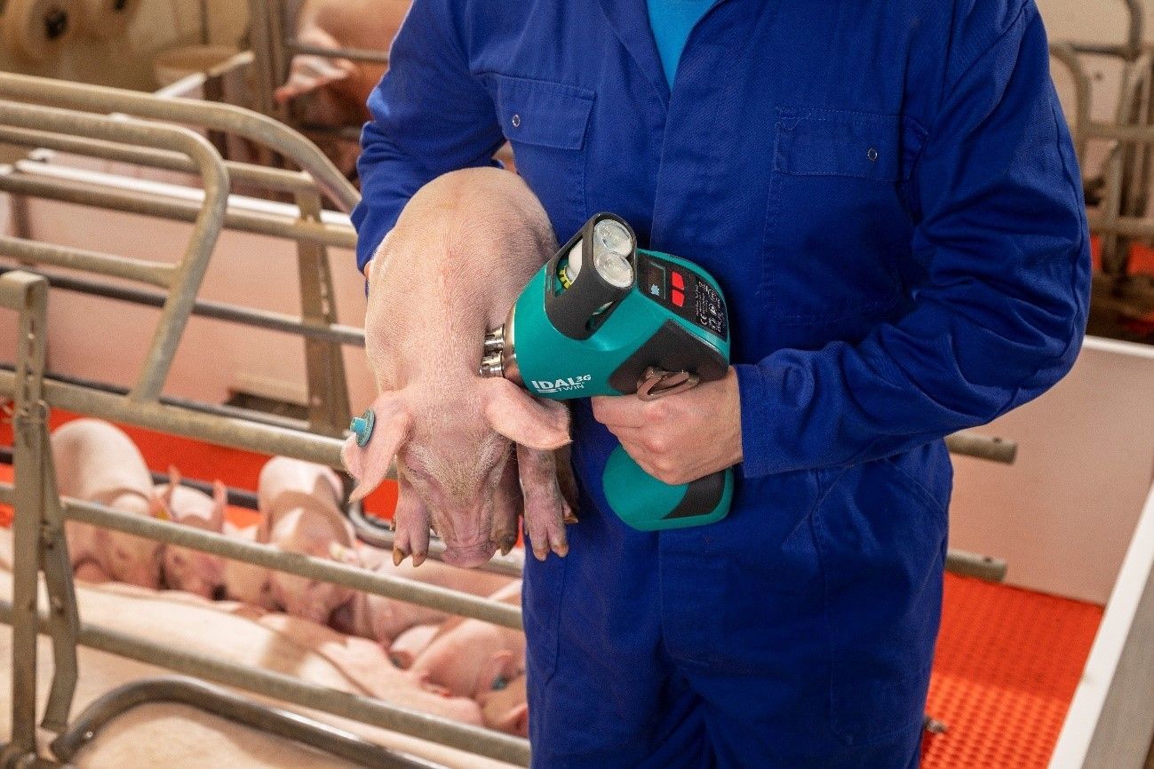 Foto de vacunación sin aguja a un lechón