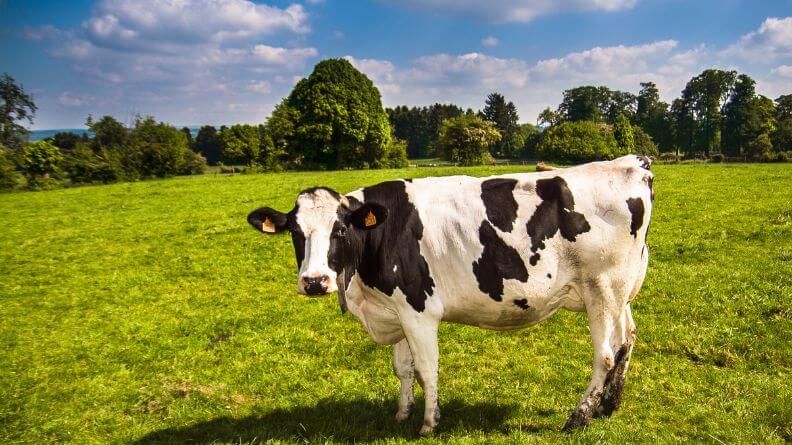 sector agroalimentario de Cantabria 2019