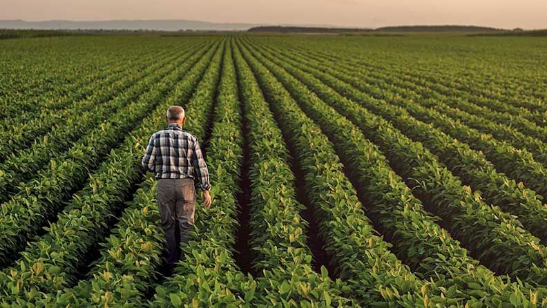 Agricultor en un campo de cultivo 