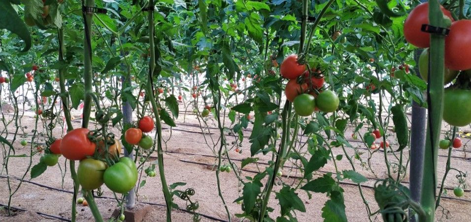 Tomatera