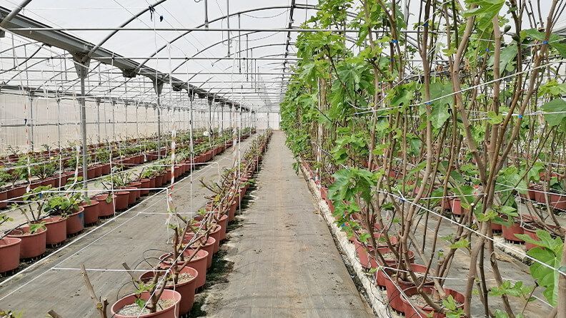 izq. producción higo y der. producción breva