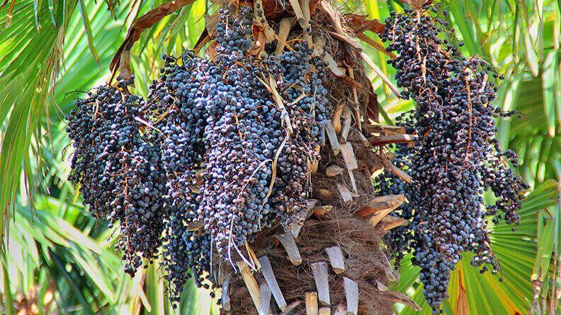 Árbol de Açaí