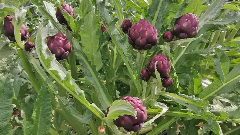 Capítulos de alcachofa de la variedad Artemisa.