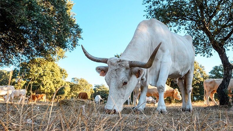 Ganado pastando en la Finca el Baldío