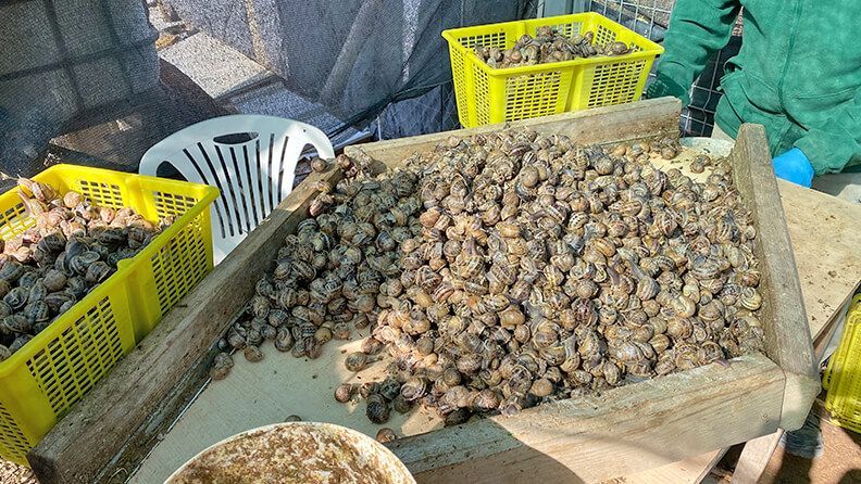 Recolección y selección por tamaño de caracoles de granja