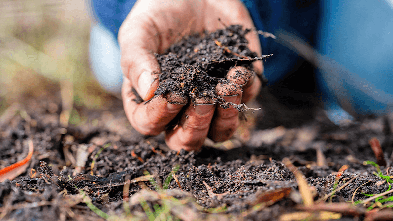Agricultura regenerativa