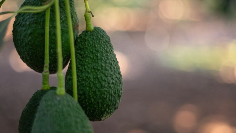 Cultivo de aguacate en el sur de España.