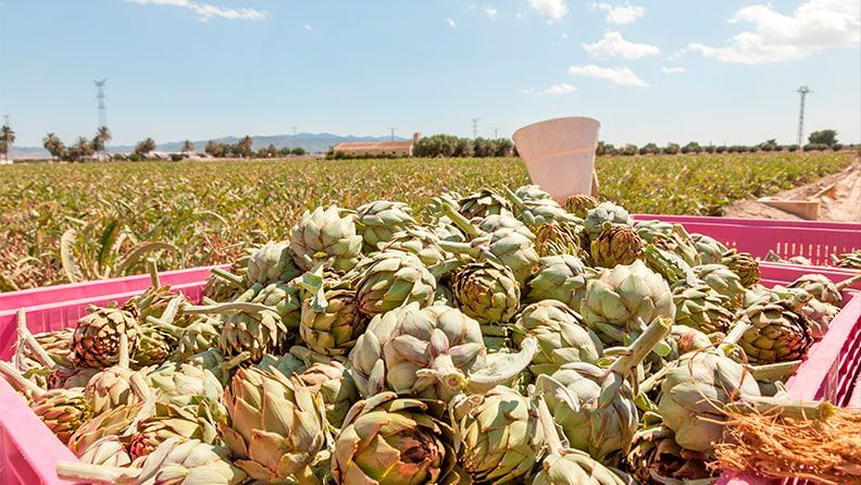 Cosecha de alcachofas en España