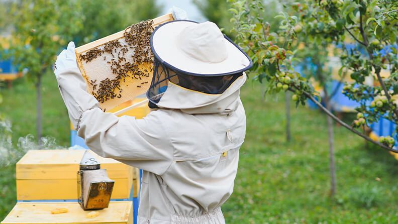 Apicultor observa un panal de abejas.
