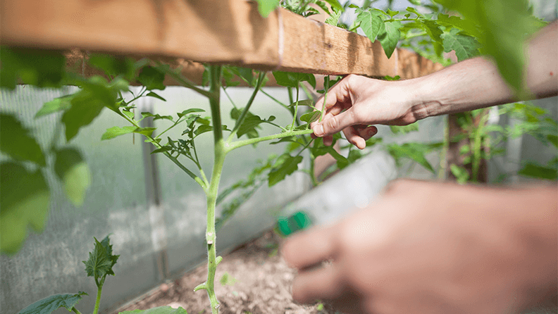 Aplicación de biofertilizante en invernadero