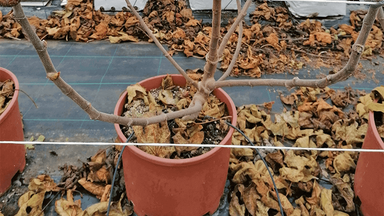 Poda de breva de seis tallos