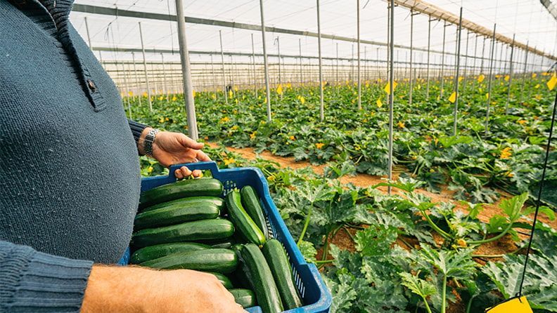 Un agricultor con una caja de calabacines recién cosechada