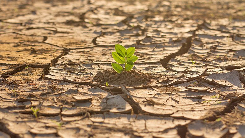 Planta en el desierto