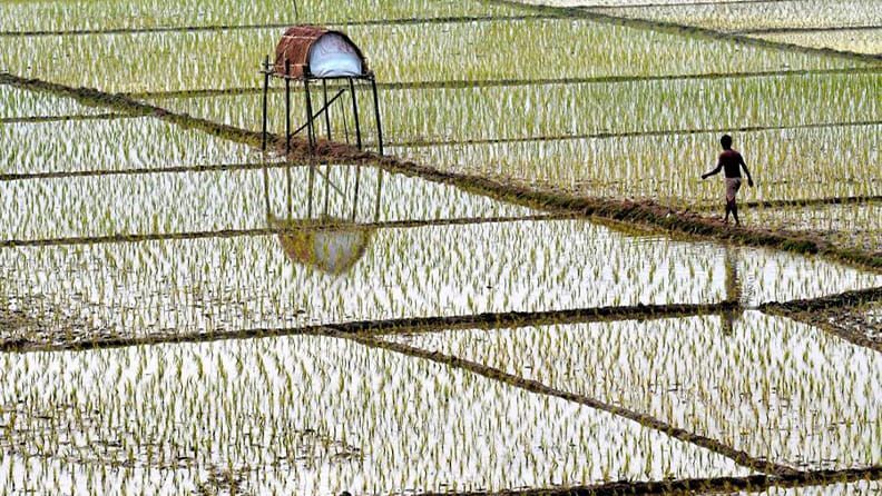 Un campo de arroz inundado de agua en la India. Efeagro/STR