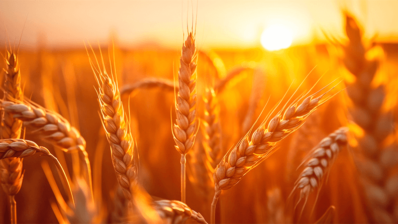 Atardecer en campo de espigas