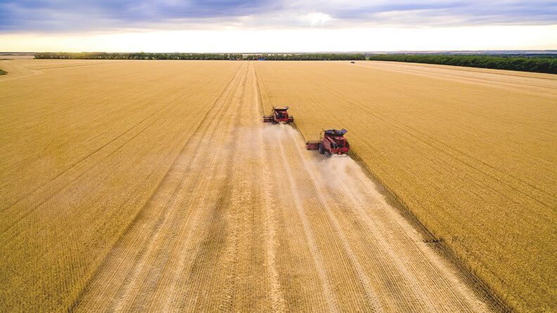Campo de cereal
