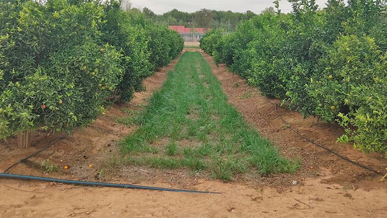 Cubierta vegetal como mejora de la fertilidad del suelo