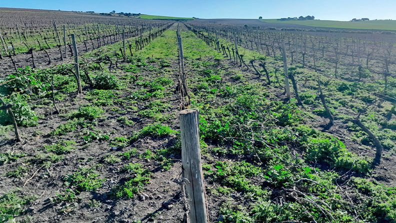 Viñedo en Cádiz