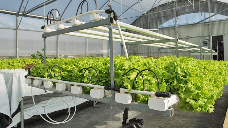 Proyecto de cultivo hidropónico de la empresa H2 Hydroponics. Efeagro/Archivo/Eatable Adventures