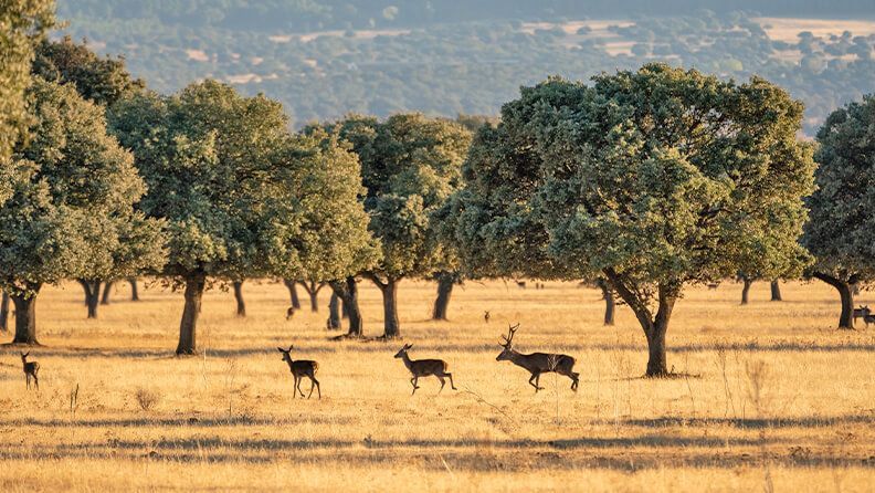 Dehesa en Ciudad Real.