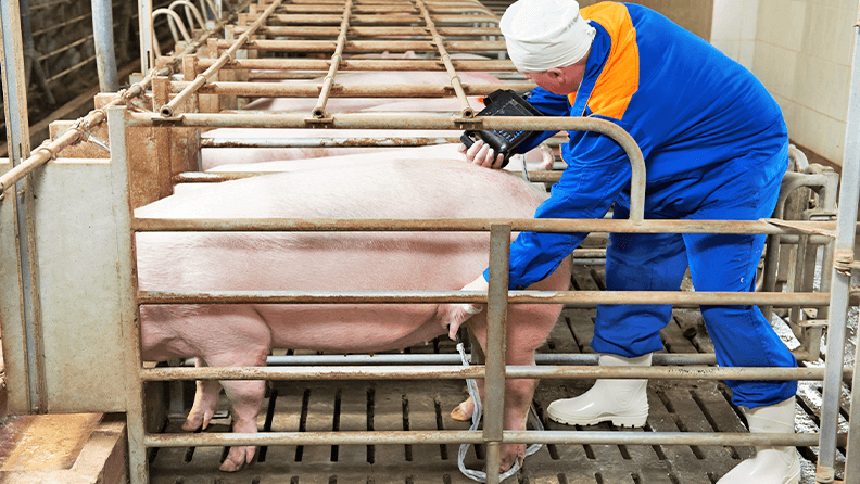 Diagnóstico ecográfico en porcino