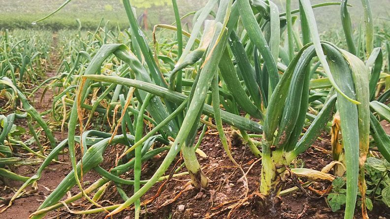 Cultivo de cebollas. Efeagro Archivo/ Marcelino Rosario