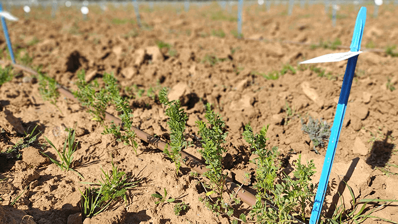 Ensayo en campo del Instituto Nacional de Investigación y Tecnología Agraria y Alimentaria del Consejo Superior de Investigaciones Científicas (INIA-CSIC). Efeagro/INIA/José Luis Gabriel