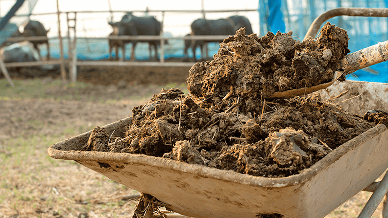 Estiércol para aplicar a una finca agrícola