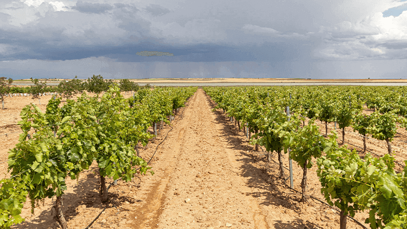 Una explotación agraria en la Comunidad de Madrid. Efeagro/Luis Rojo