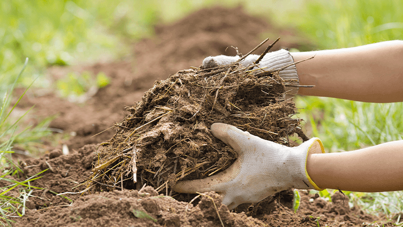 Fertilizar la tierra con estiércol