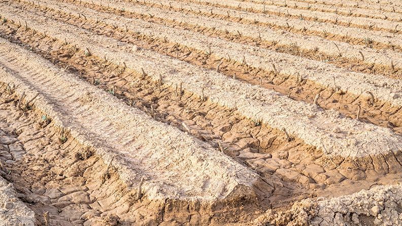 Finca agrícola afectada por la sequía