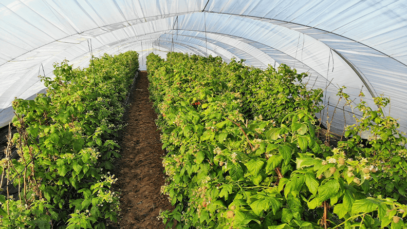Cultivo de frambuesa en Huelva