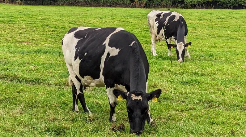 Vacas pastando.